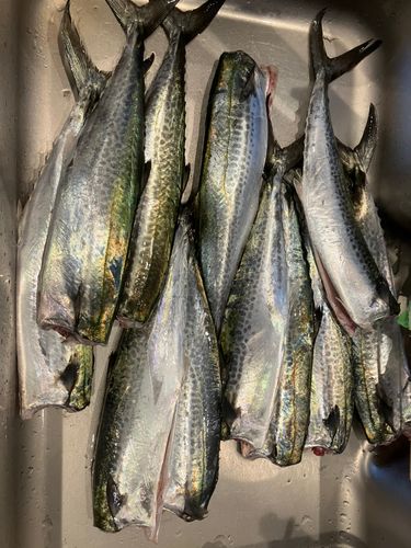 サゴシの釣果