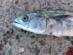 サゴシの釣果