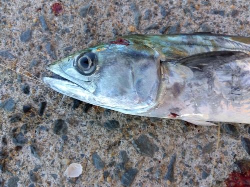 サゴシの釣果