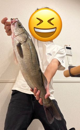 スズキの釣果