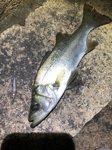 セイゴ（ヒラスズキ）の釣果
