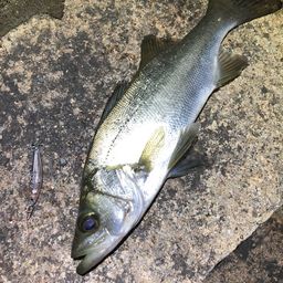 セイゴ（ヒラスズキ）