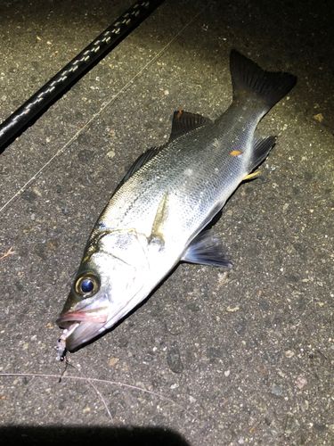 セイゴ（ヒラスズキ）の釣果