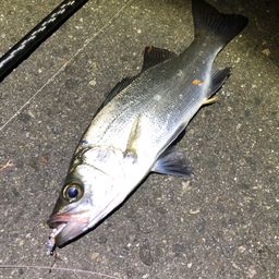 セイゴ（ヒラスズキ）