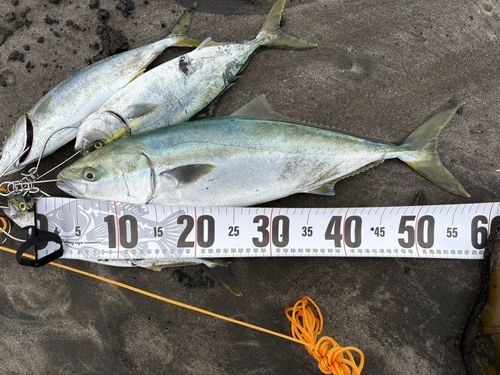 イナダの釣果