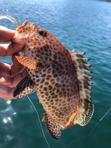 オオモンハタの釣果
