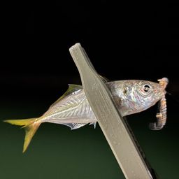 アジ
