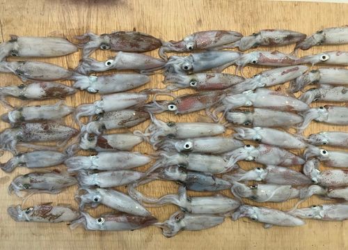 マメイカの釣果