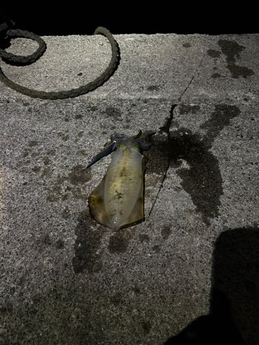 海釣り公園みかた