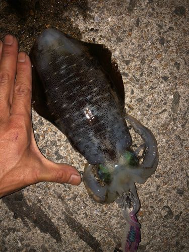 アオリイカの釣果