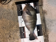 グレの釣果