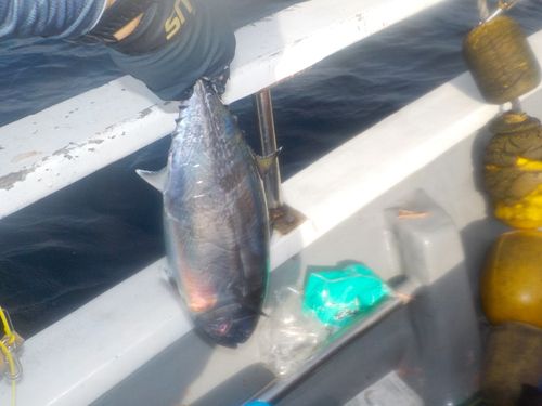 ヨコワの釣果