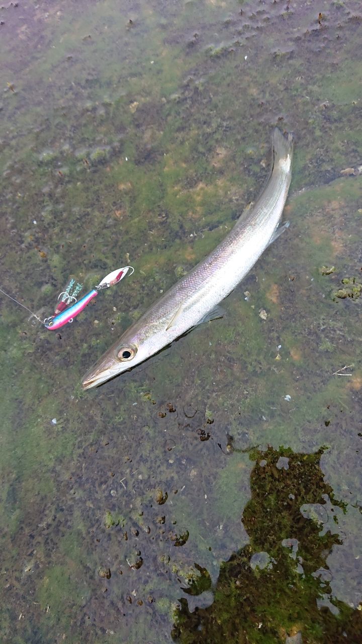 カマス
