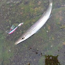 カマス