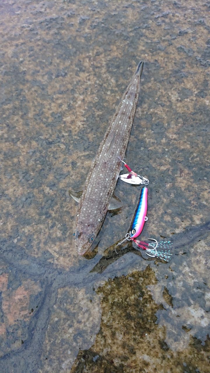 カマス