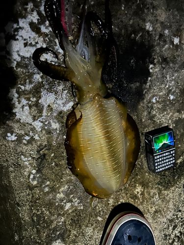 アオリイカの釣果