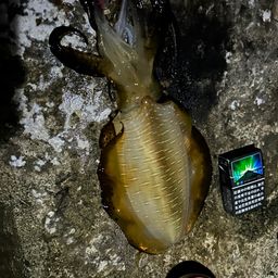 アオリイカ