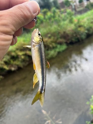 カワムツの釣果