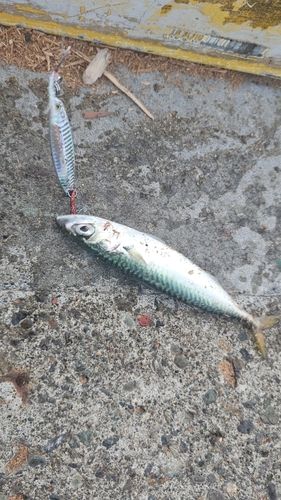 サバの釣果