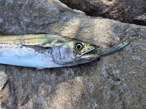 サゴシの釣果