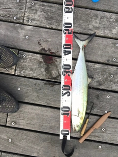 サゴシの釣果