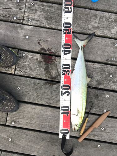 サゴシの釣果