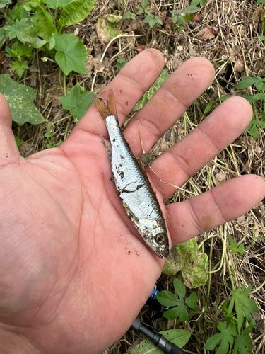カワムツの釣果