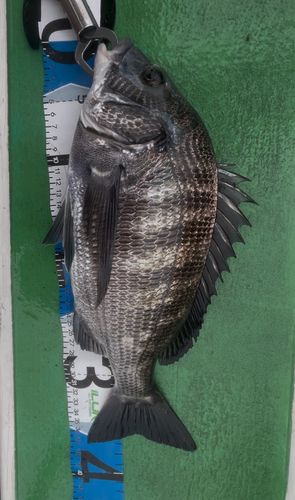 クロダイの釣果