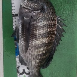 クロダイ