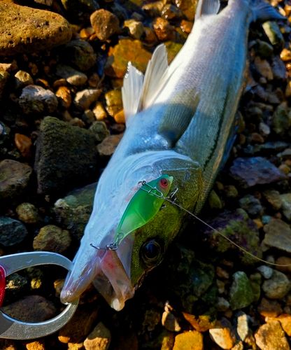 シーバスの釣果