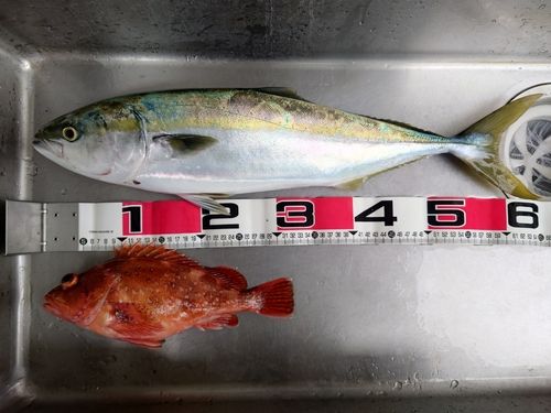 ワラサの釣果