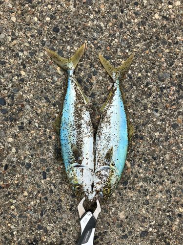 ワカシの釣果