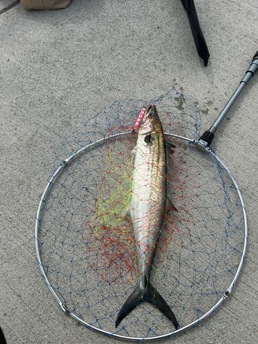 サゴシの釣果