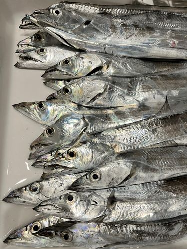 タチウオの釣果