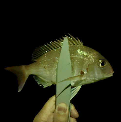 タイの釣果
