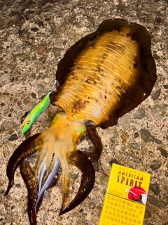 アオリイカの釣果