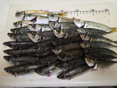 マアジの釣果
