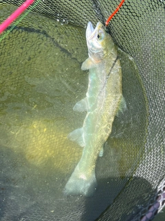 ニジマスの釣果