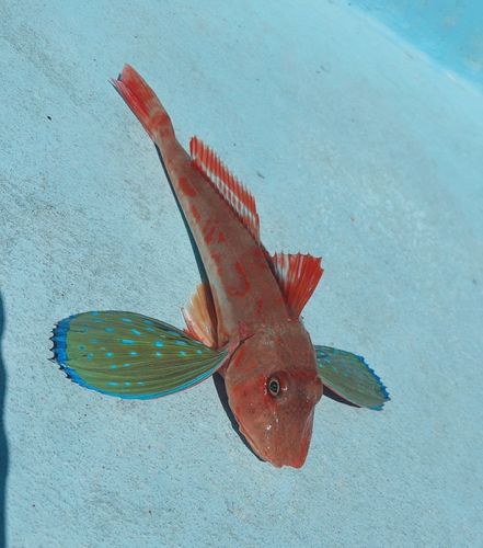 ホウボウの釣果
