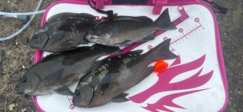 クチブトグレの釣果
