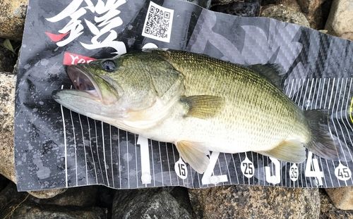 ブラックバスの釣果