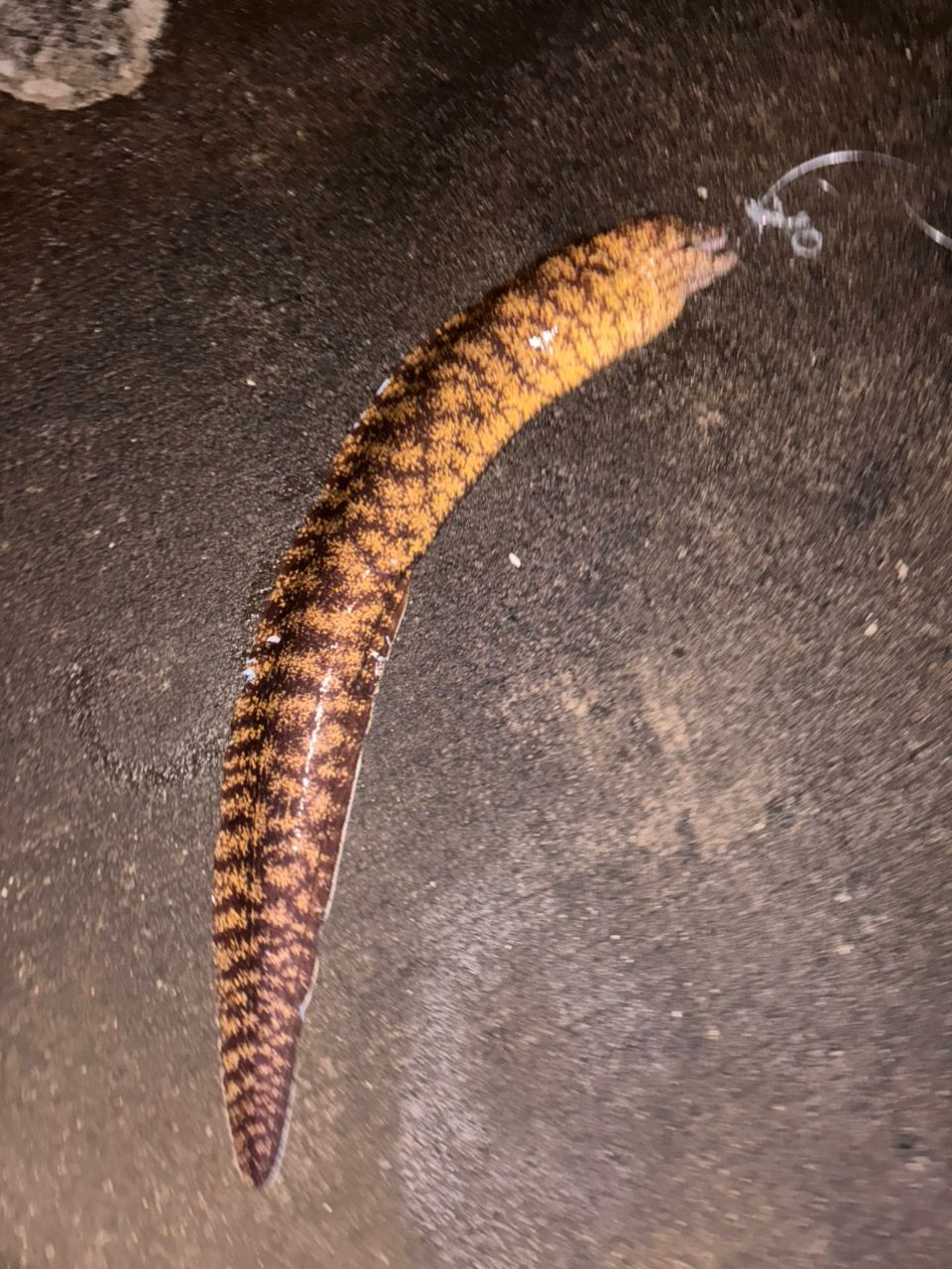 ウツボ