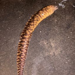 ウツボ