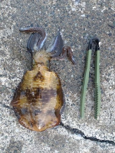 アオリイカの釣果