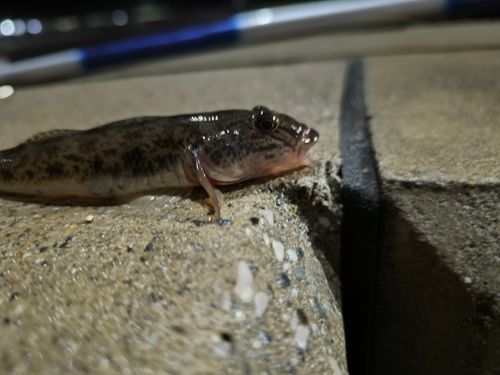ハゼの釣果