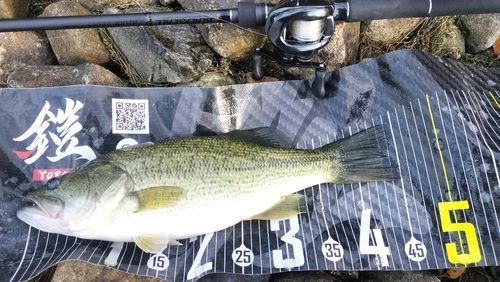 ブラックバスの釣果