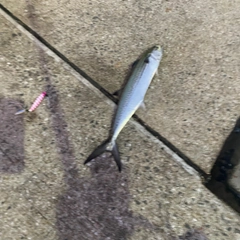 サゴシの釣果