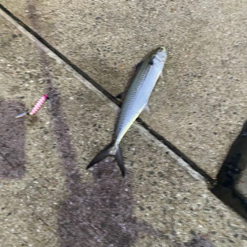 サゴシの釣果