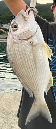 ヘダイの釣果