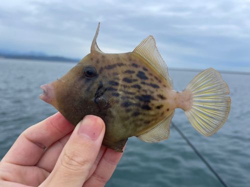 カワハギの釣果